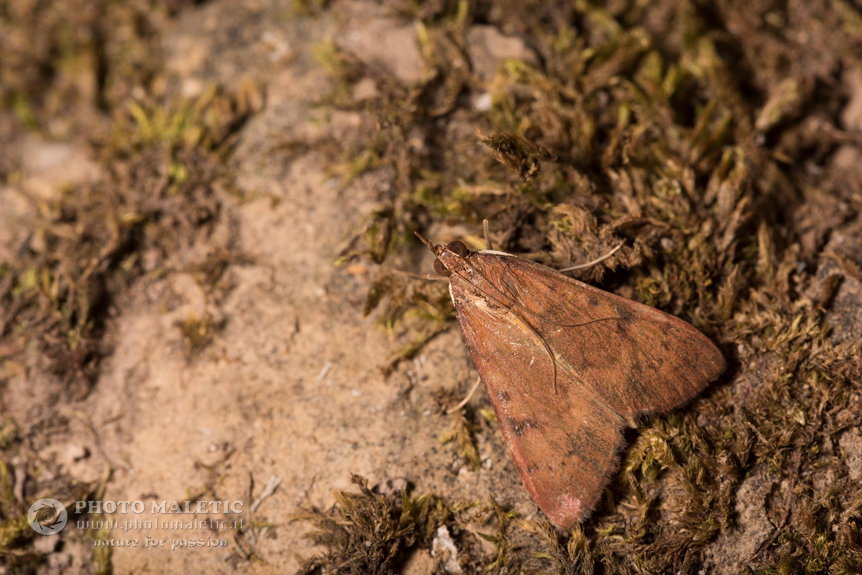 Uresiphita gilvata - Crambidae